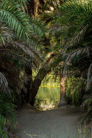 A river running through palm tree forestの写真素材
