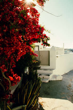 Red bougainvillea flowers on a quiet street in Imerovigli village on Santorini island, Greece.の写真素材