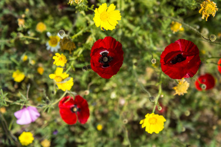 Poppies growing in a field. Green grass, yellow, red flowersの写真素材