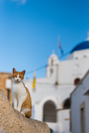 A ginger cat sitting on a wall in Pyrgos village, Santoriniの写真素材