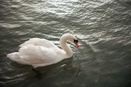 A duck waving its wings landing in water on a lakeの写真素材