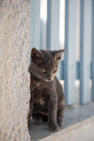 Cute kitten yawning outdoors, next to a blue gateの写真素材