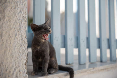 Cute kitten yawning outdoors, next to a blue wooden gateの写真素材