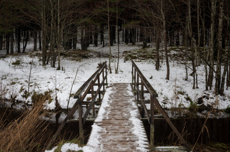 A hiking trail through a pine forest. Wooden path in winter scenery....の写真素材