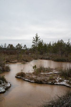 Pine tree forest on a snowy winter day. Swamp with dirty water....