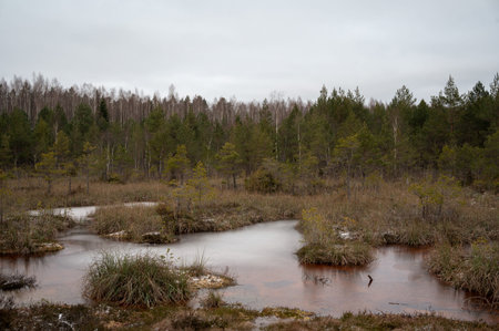 Pine tree forest on a snowy winter day. Swamp with dirty water....