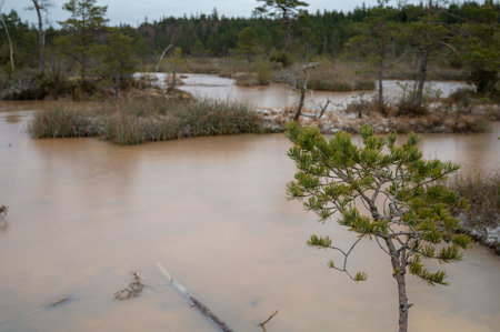 Pine tree forest on a snowy winter day. Swamp with dirty water....