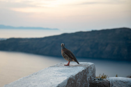 A bird perched on a stone surface with a blurred natural background...