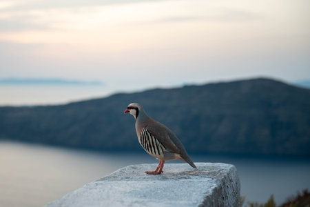 A bird perched on a stone surface with a blurred natural background....の写真素材