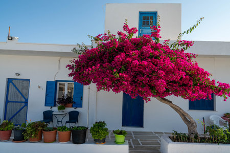 Traditional building in Chora, Ios island, Greece. Blue windows, bougainvillea flowers...の写真素材