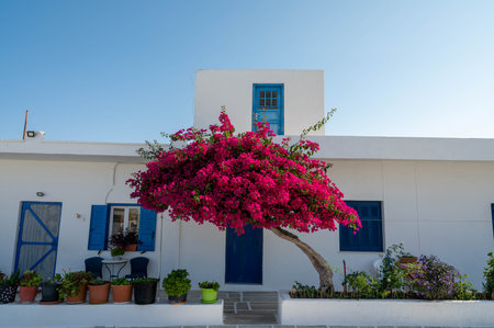 Traditional building in Chora, Ios island, Greece. Blue windows, bougainvillea flowers...の写真素材
