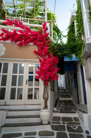 Traditional building in Chora, Ios island, Greece. Grey steps, bougainvillea flowersの写真素材