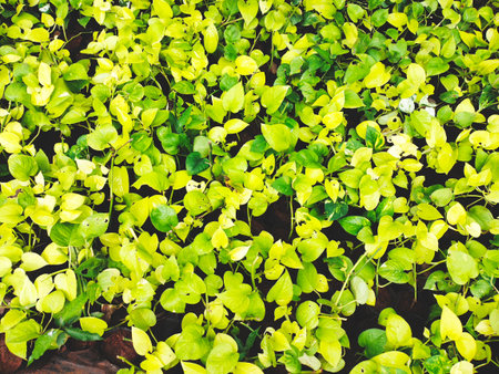 Nursery Management , Maharashtra , India
