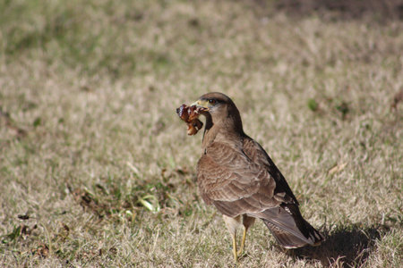 The carrion bird