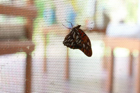 Technicolor butterflyの写真素材