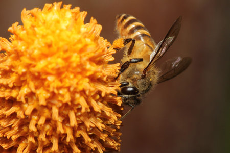 Wild Honey Beeの写真素材