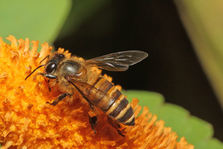 Wild Honey Bee