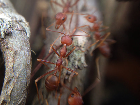 Ants on tree bark