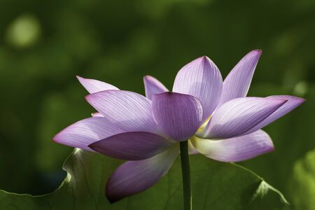 Lotus creative mapの写真素材