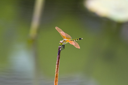Dragonflyの写真素材