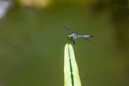 Dragonflyの写真素材