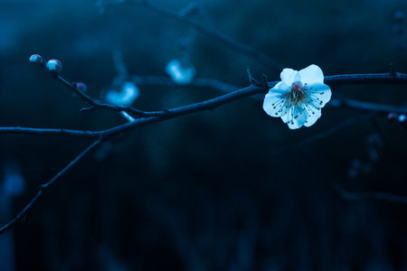 Single flower plum creative mapの写真素材