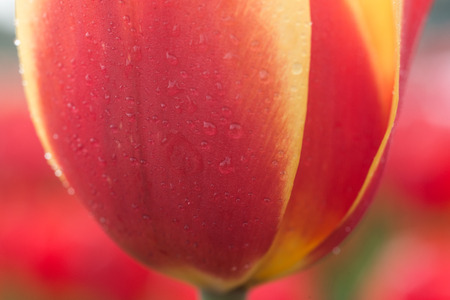Close up of tulipの写真素材