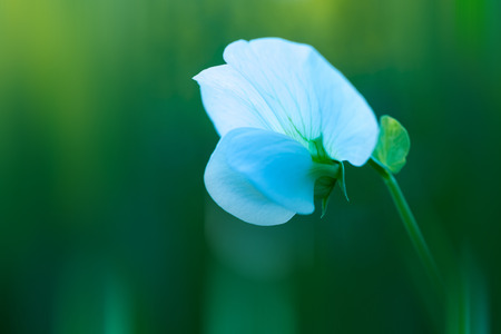 Pea flowerの写真素材