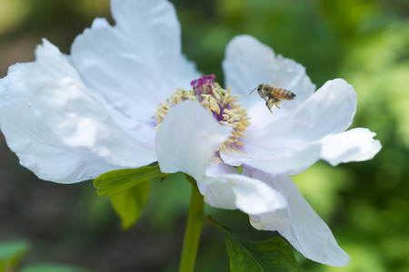 Blooming peonyの写真素材