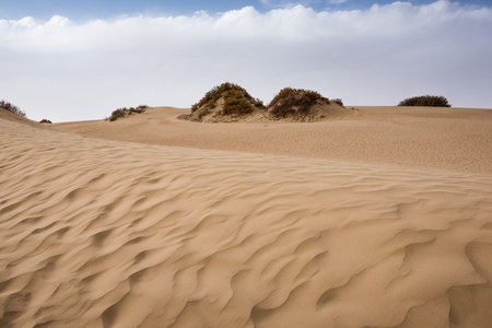 Desert sceneryの写真素材