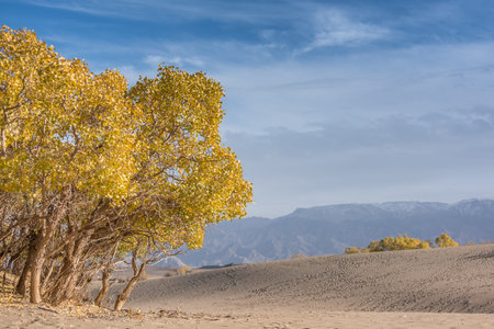 Golmud poplar in Qinghai Provinceの写真素材