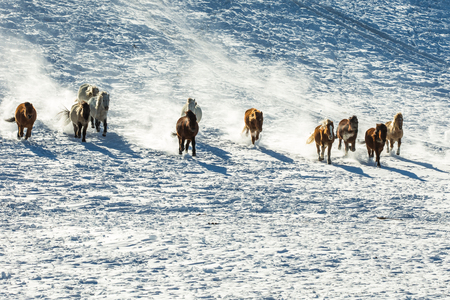 A herd of horses galloping on the steppe.の写真素材