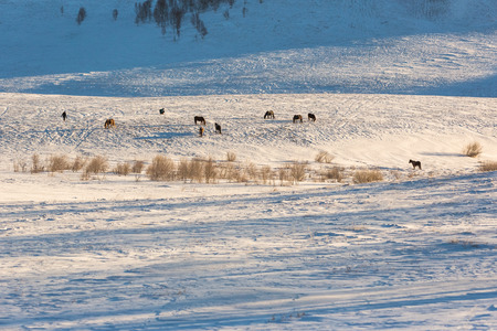 Horses grazing in a snowfieldの写真素材