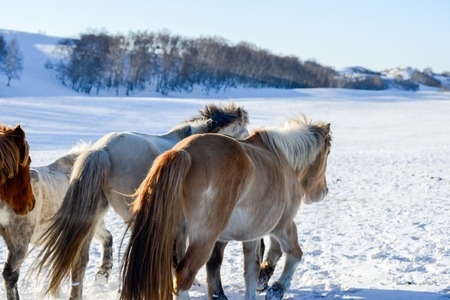 A herd of horses galloping on the steppe.の写真素材