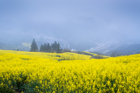 Rapeseed farmの写真素材