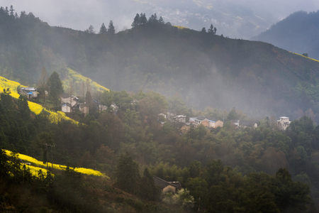 Rapeseed farm in a villageの写真素材