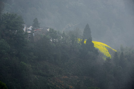 Village on a mountain with rapeseed farm
