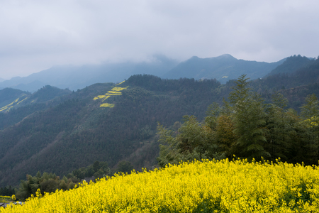 Rapeseed farmの写真素材
