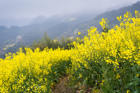 Rapeseed farmの写真素材