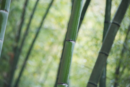 Bamboo forests in springの写真素材