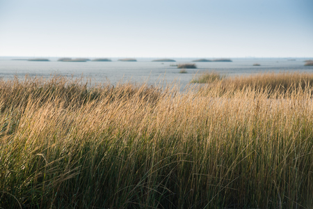 The thatched grass on the beachの写真素材