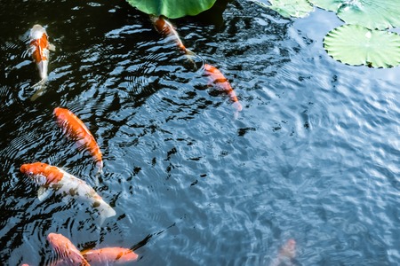 Goldfish in a lotus pondの写真素材