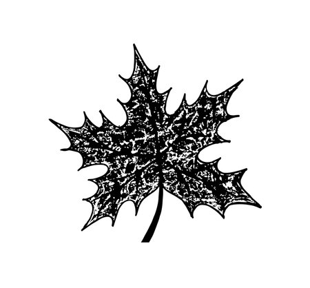 Vector of hand draw maple leafのイラスト素材