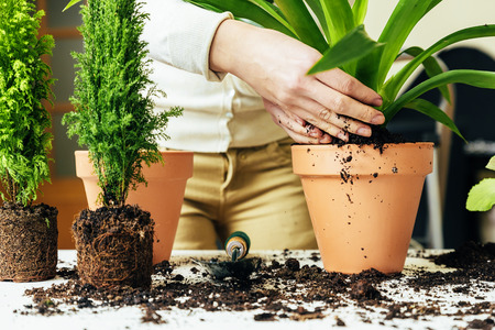 Woman's hands transplanting plant a into a new pot.の写真素材