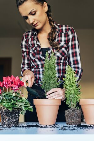Woman's hands transplanting plant a into a new pot.の写真素材