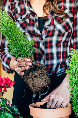 Woman's hands transplanting plant a into a new pot.の写真素材