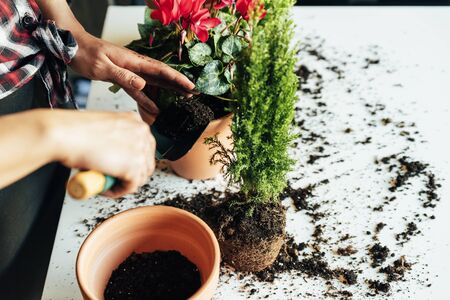Woman's hands transplanting plant a into a new pot.の写真素材