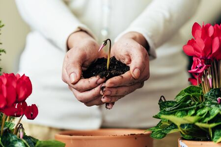 Woman's hands transplanting plant a into a new pot.の写真素材
