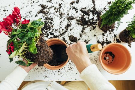 Woman's hands transplanting plant a into a new pot.の写真素材