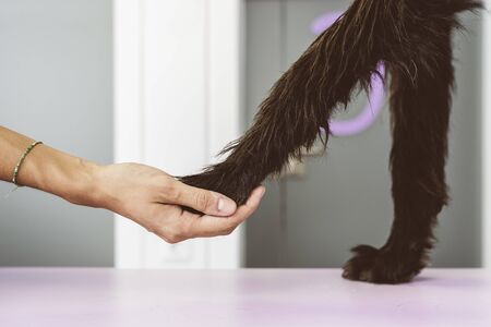 Veterinarian doctor is holding the leg of dog. Veterinary Concept.の写真素材